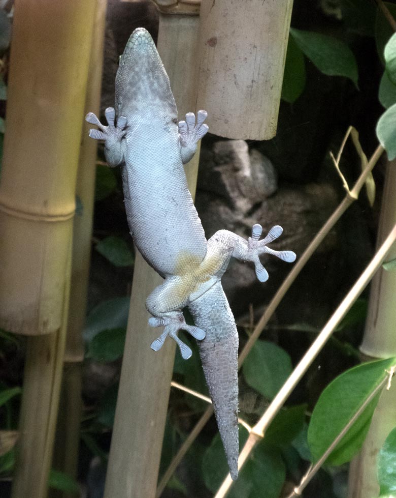 Querstreifen-Taggecko am 20. Juli 2018 an der Scheibe des Schaugeheges im Terrarium im Wuppertaler Zoo