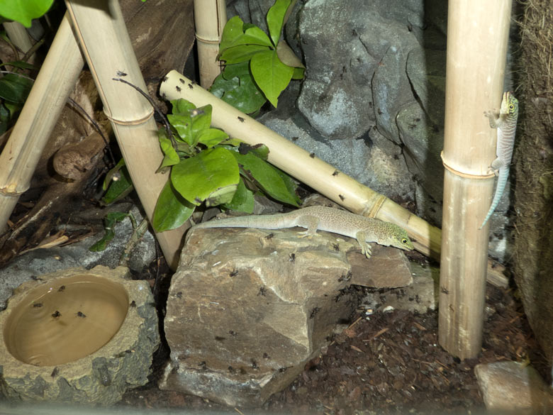 Futter-Fliegen für die Querstreifen-Taggeckos am 20. Juli 2018 im Schaugeheges im Terrarium im Zoo Wuppertal