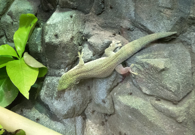 Futter-Fliegen für den Querstreifen-Taggecko am 20. Juli 2018 im Terrarium im Zoologischen Garten Wuppertal