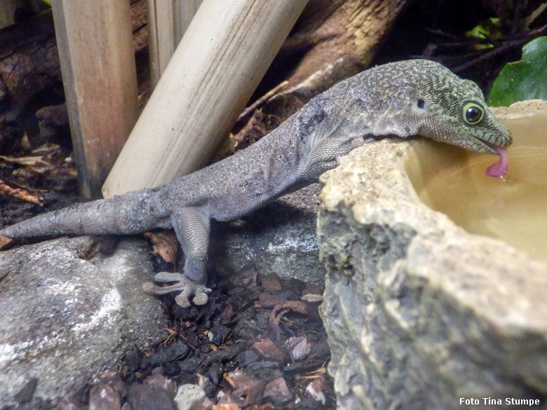 Querstreifen-Taggecko am 21. Juli 2018 im Terrarium im Grünen Zoo Wuppertal (Foto Tina Stumpe)