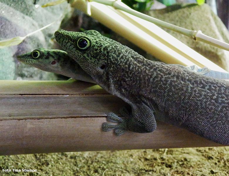 Querstreifen-Taggecko mit Jungtier am 16. August 2018 im Terrarium im Grünen Zoo Wuppertal (Foto Tina Stumpe)