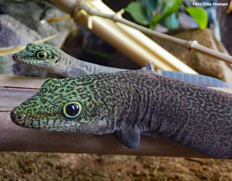 Querstreifen-Taggecko mit Jungtier am 16. August 2018 im Terrarium im Wuppertaler Zoo (Foto Tina Stumpe)