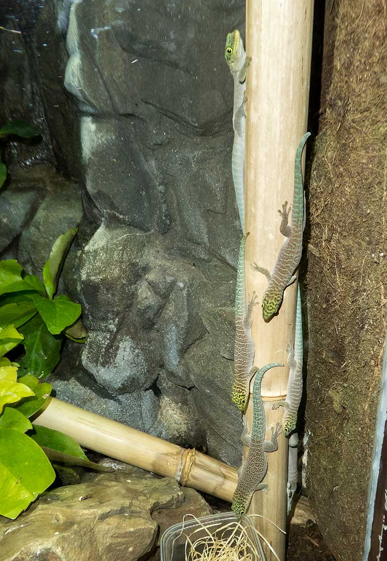 Querstreifen-Taggecko-Männchen mit fünf Jungtieren am 22. August 2018 im Terrarium im Grünen Zoo Wuppertal