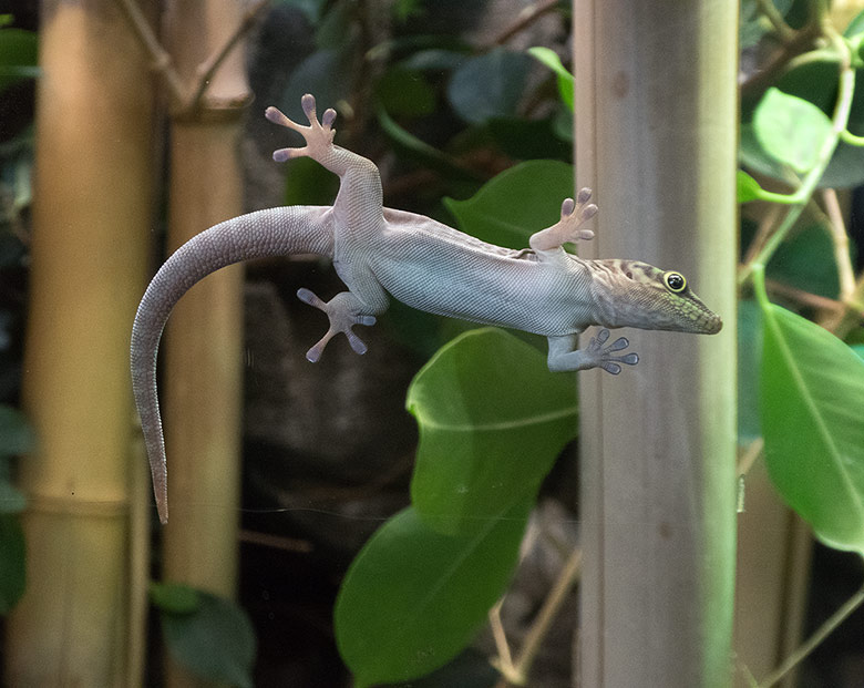 Querstreifen-Taggecko-Jungtier am 27. August 2018 an der Glasscheibe im Terrarium im Grünen Zoo Wuppertal