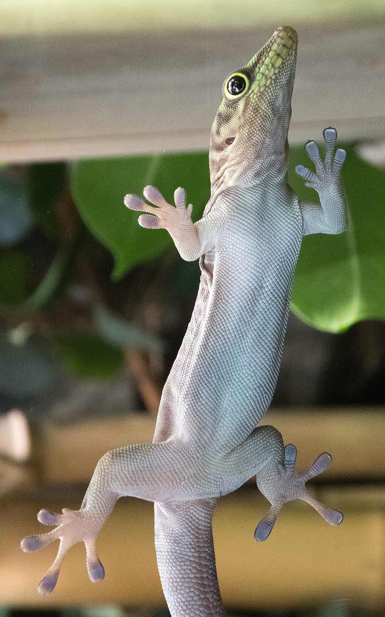 Querstreifen-Taggecko-Jungtier am 27. August 2018 an der Glasscheibe im Terrarium im Zoologischen Garten Wuppertal