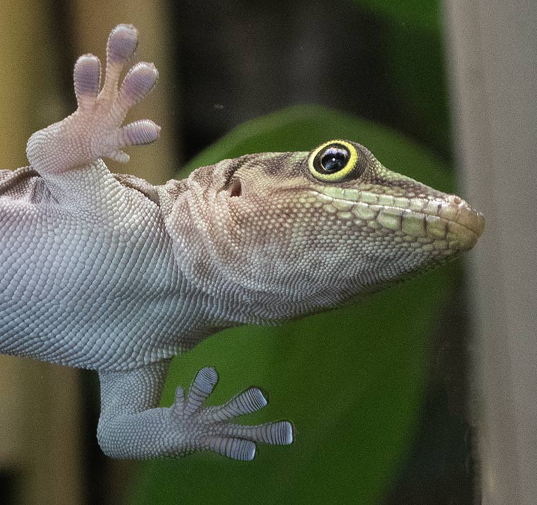 Querstreifen-Taggecko-Jungtier am 27. August 2018 an der Glasscheibe im Terrarium im Wuppertaler Zoo