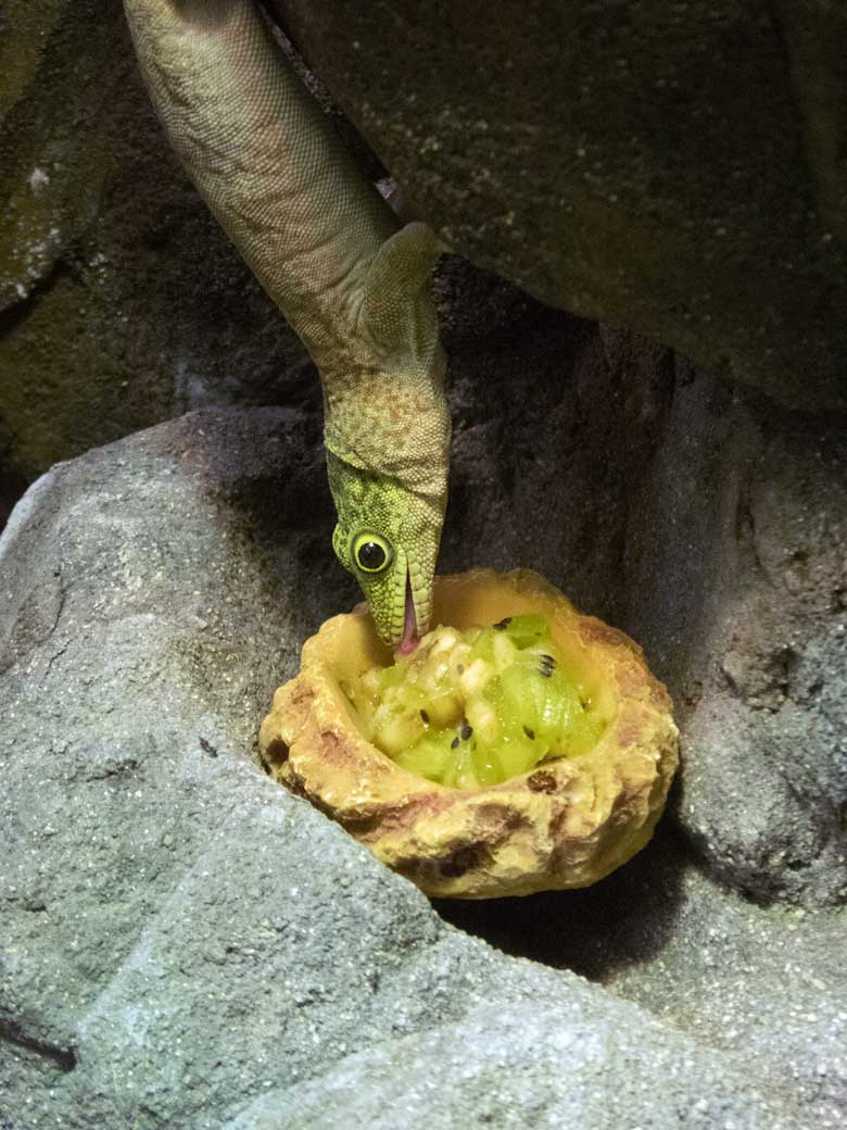 Querstreifen-Taggecko am 18. April 2019 im Terrarium im Wuppertaler Zoo