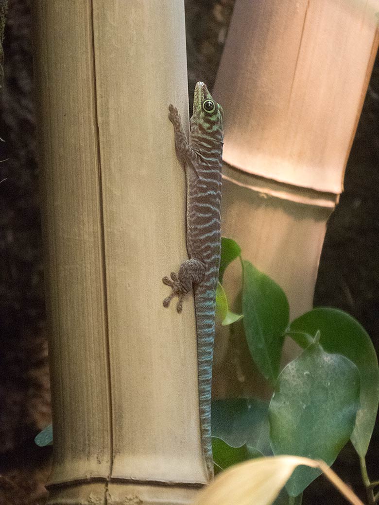 Querstreifen-Taggecko-Jungtier am 15. Juni 2019 im Terrarium im Grünen Zoo Wuppertal