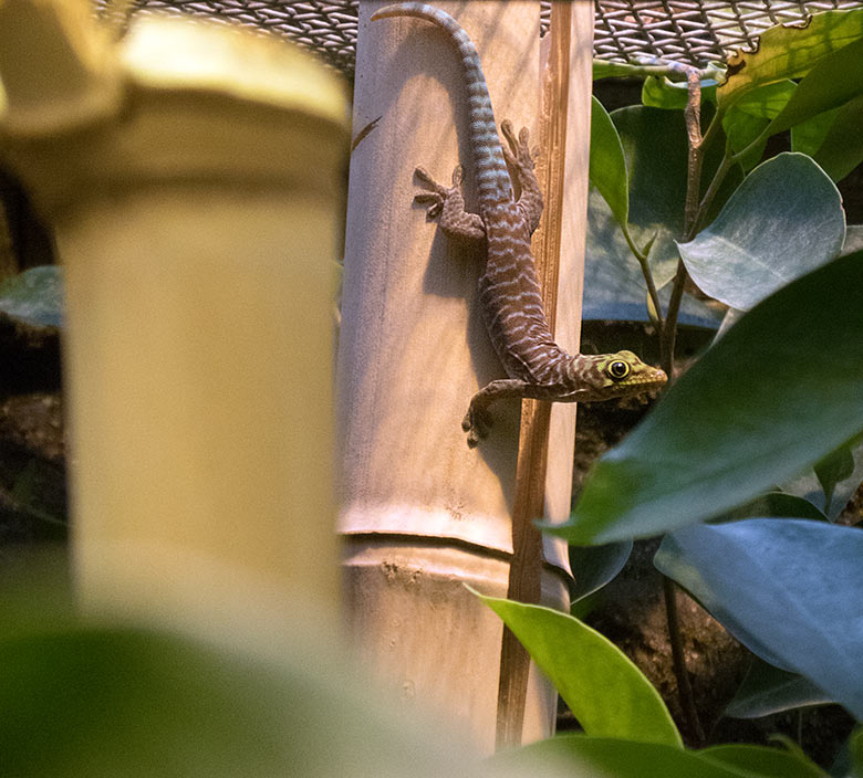Querstreifen-Taggecko-Jungtier am 15. Juni 2019 im Terrarium im Zoologischen Garten Wuppertal