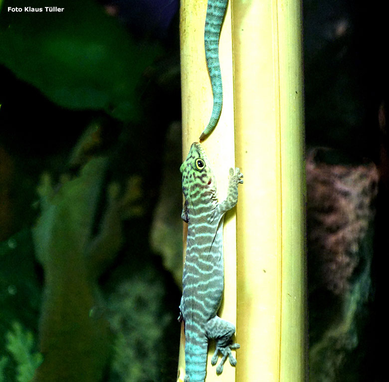 Querstreifen-Taggecko-Jungtier am 8. Juli 2019 im Terrarium im Wuppertaler Zoo (Foto Klaus Tüller)