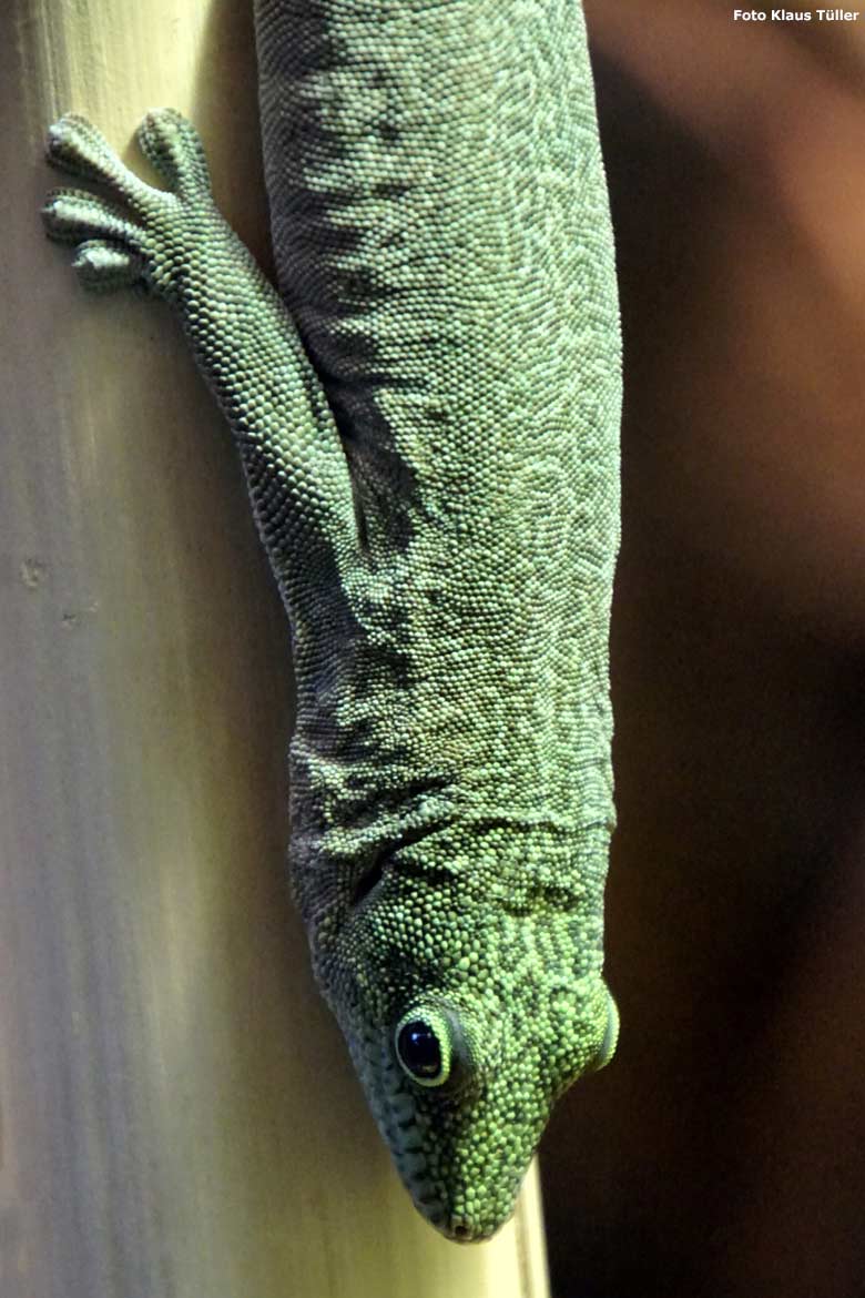 Querstreifen-Taggecko am 11. November 2019 im Terrarium im Wuppertaler Zoo (Foto Klaus Tüller)