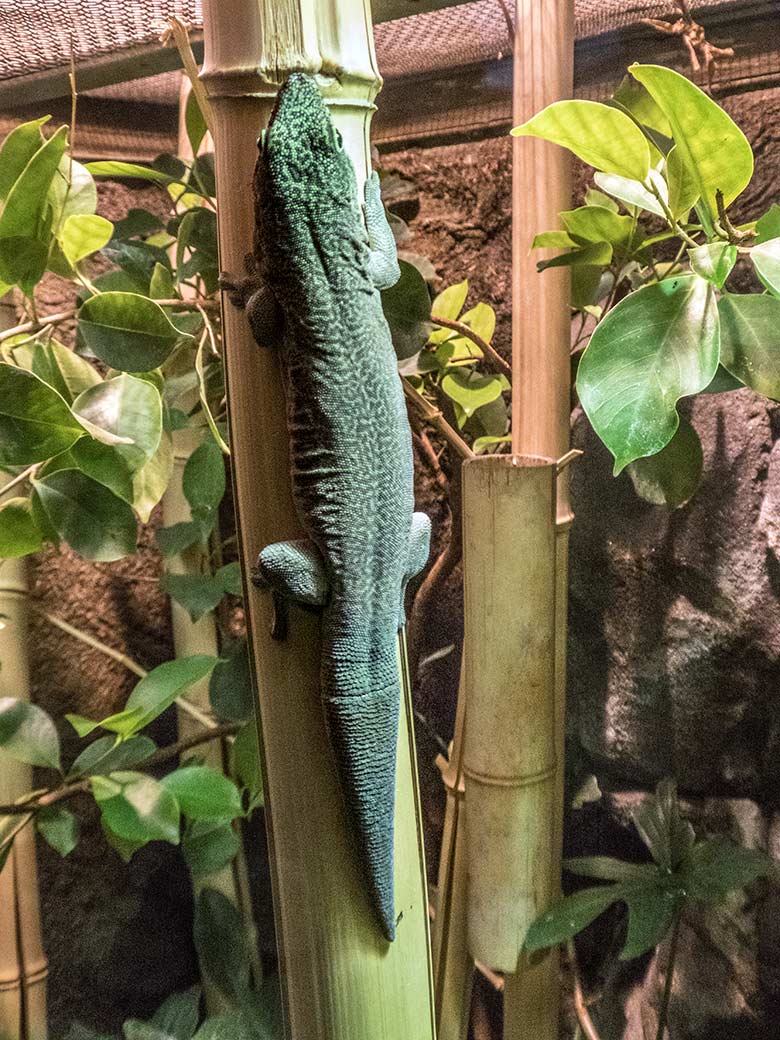 Querstreifen-Taggecko am 18. November 2019 im Terrarium im Grünen Zoo Wuppertal