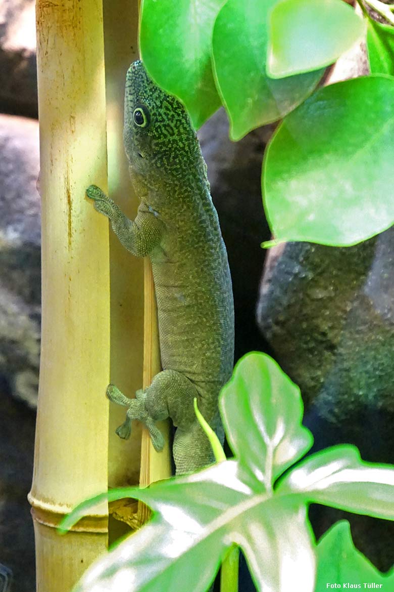 Querstreifen-Taggecko am 17. Februar 2020 im Terrarium im Grünen Zoo Wuppertal (Foto Klaus Tüller)