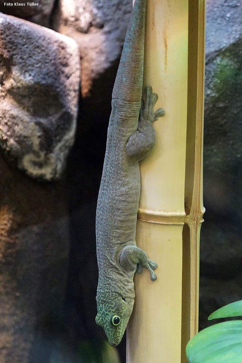 Querstreifen-Taggecko am 8. März 2020  im Terrarium im Zoo Wuppertal (Foto Klaus Tüller)