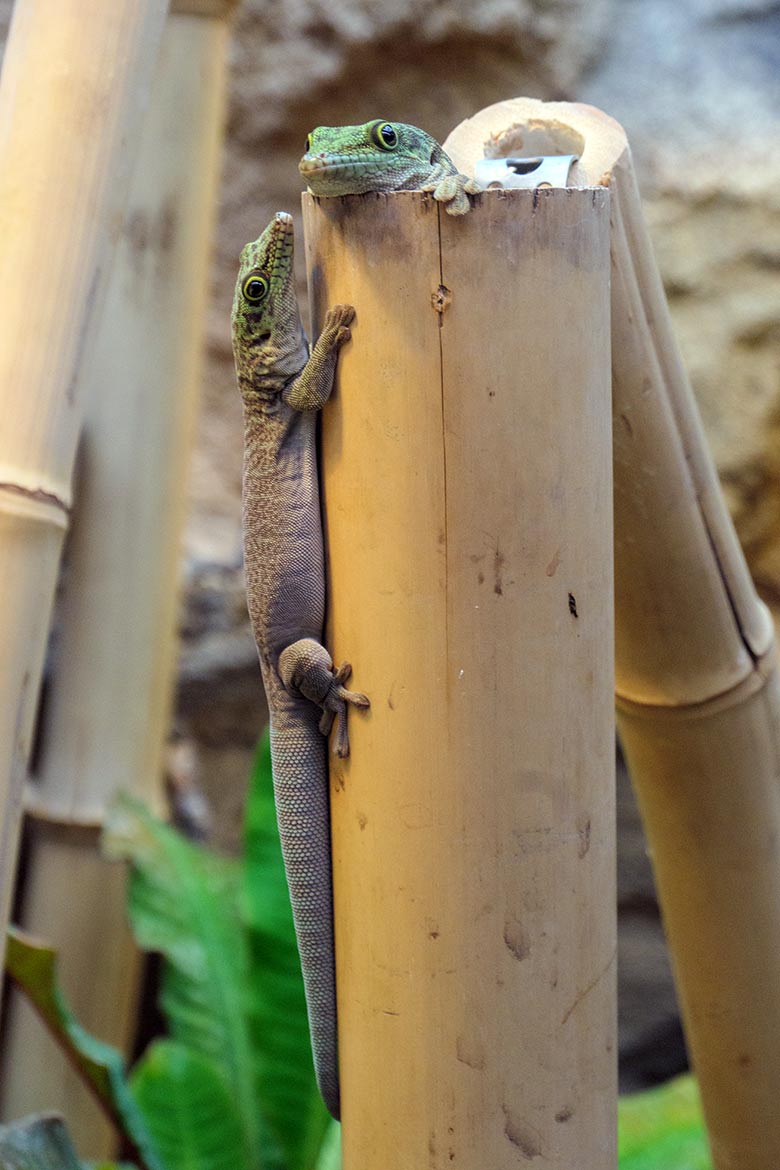 Querstreifen-Taggecko am 2. November 2021 im Terrarium im Zoologischen Garten der Stadt Wuppertal