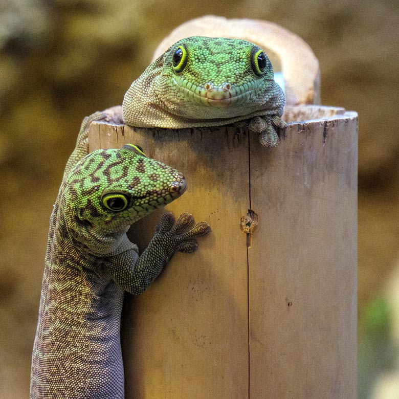 Querstreifen-Taggecko am 2. November 2021 im Terrarium im Zoo Wuppertal