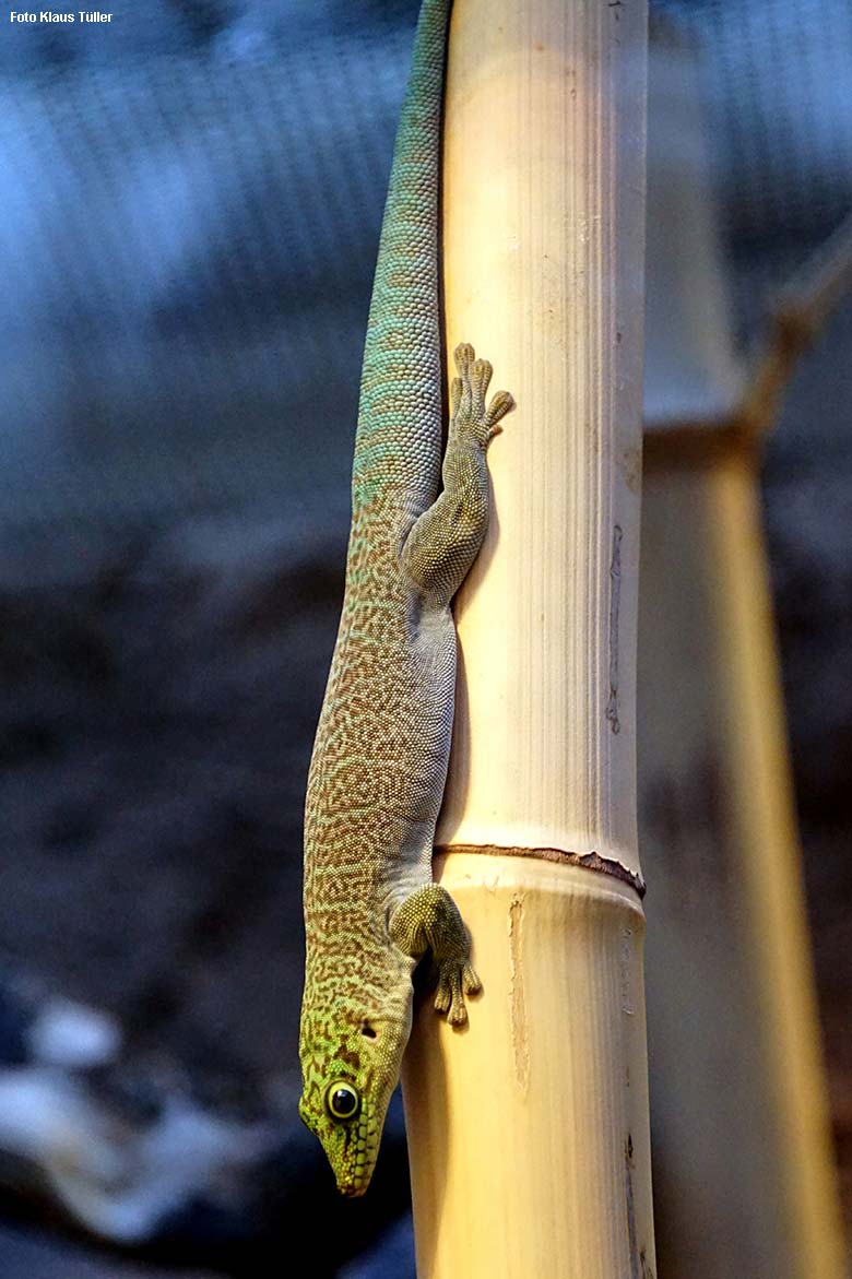 Querstreifen-Taggecko am 18. November 2021 in einem Schaugehege im Terrarium im Grünen Zoo Wuppertal (Foto Klaus Tüller)