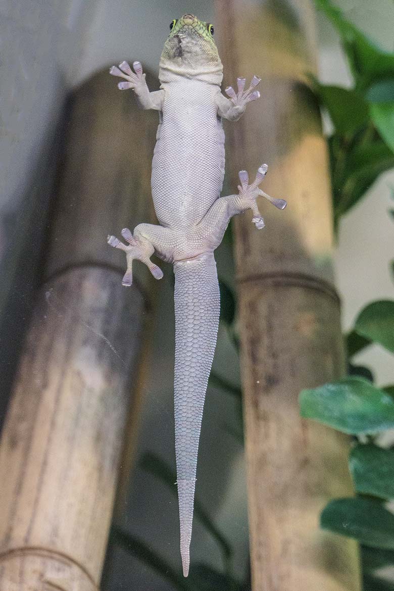 Quersteifen-Taggecko-Jungtier am 26. Dezember 2021 an der Glasscheibe in einem Schaugehege in der Nachzuchtstation im Wuppertaler Zoo