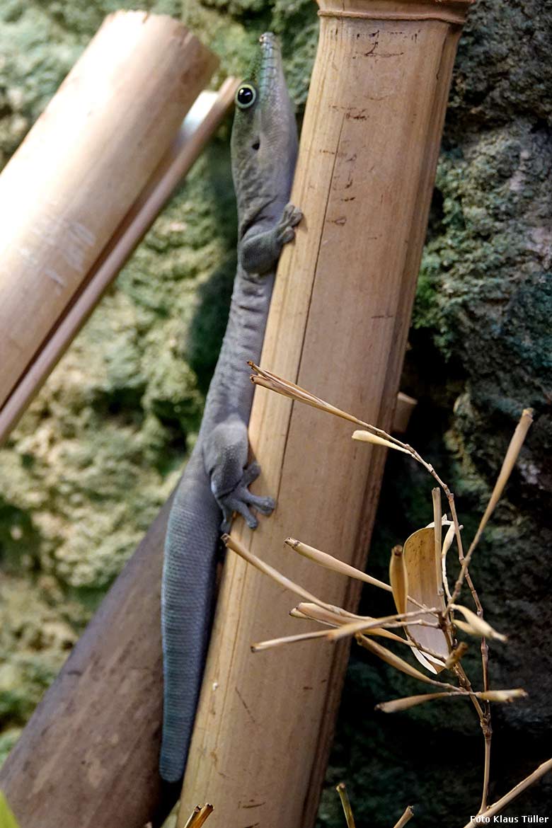 Querstreifen-Taggecko am 30. Dezember 2021 im Terrarium im Zoologischen Garten Wuppertal (Foto Klaus Tüller)