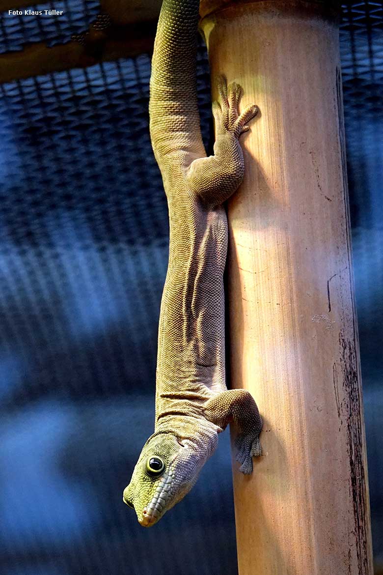 Querstreifen-Taggecko am 7. Januar 2022 im Terrarium im Grünen Zoo Wuppertal (Foto Klaus Tüller)