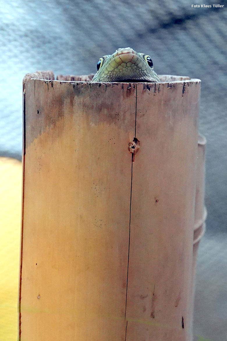 Querstreifen-Taggecko in einem Bambus-Rohr am 2. Februar 2022 im Terrarium im Grünen Zoo Wuppertal (Foto Klaus Tüller)