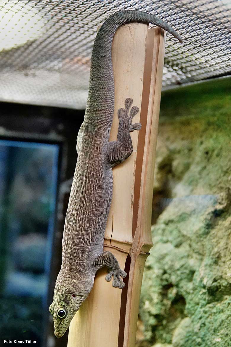 Querstreifen-Taggecko am 26. Oktober 2022 im Terrarium im Grünen Zoo Wuppertal (Foto Klaus Tüller)