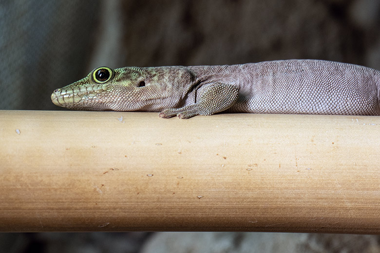 Querstreifen-Taggecko am 12. September 2023 in einem Schaugehege im Terrarium im Wuppertaler Zoo