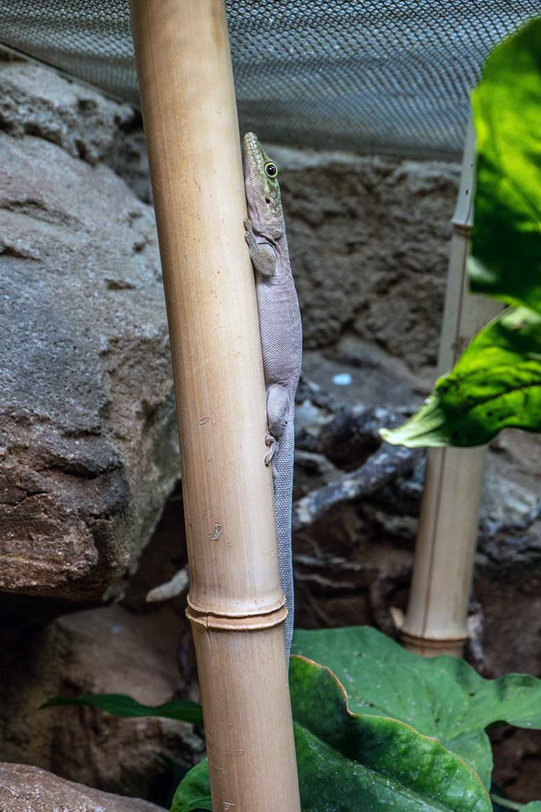 Querstreifen-Taggecko am 12. September 2023 in einem Schaugehege im Terrarium im Zoo Wuppertal