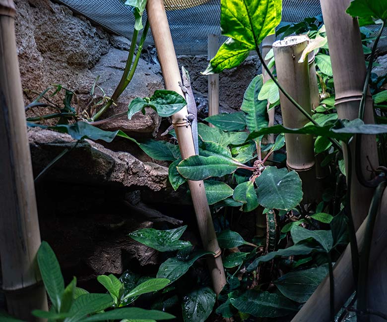 Querstreifen-Taggecko am 27. September 2023 in einem Schaugehege im Terrarium im Zoologischen Garten Wuppertal