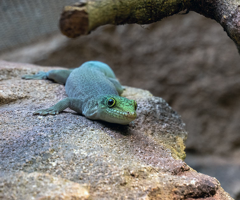 Querstreifen-Taggecko am 8. Oktober 2023 in einem Schaugehege im Terrarium im Grünen Zoo Wuppertal