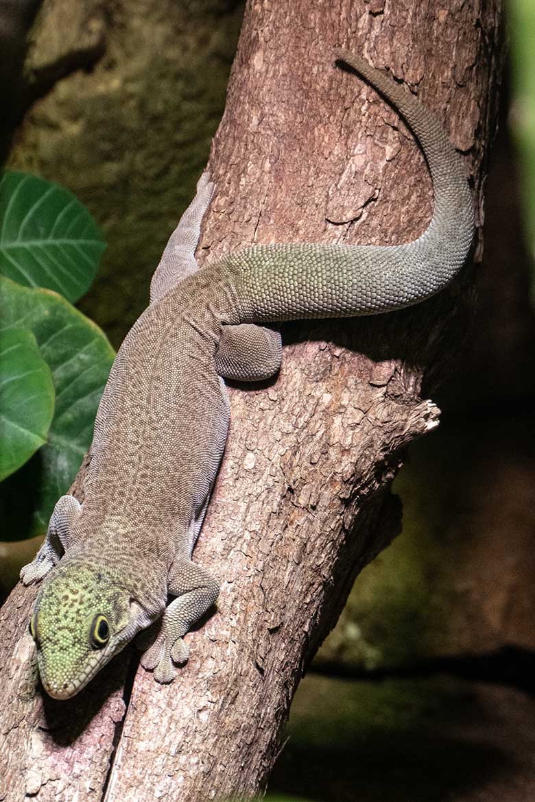 Querstreifen-Taggecko am 6. Januar 2024 in einem Schaugehege im Terrarium im Grünen Zoo Wuppertal