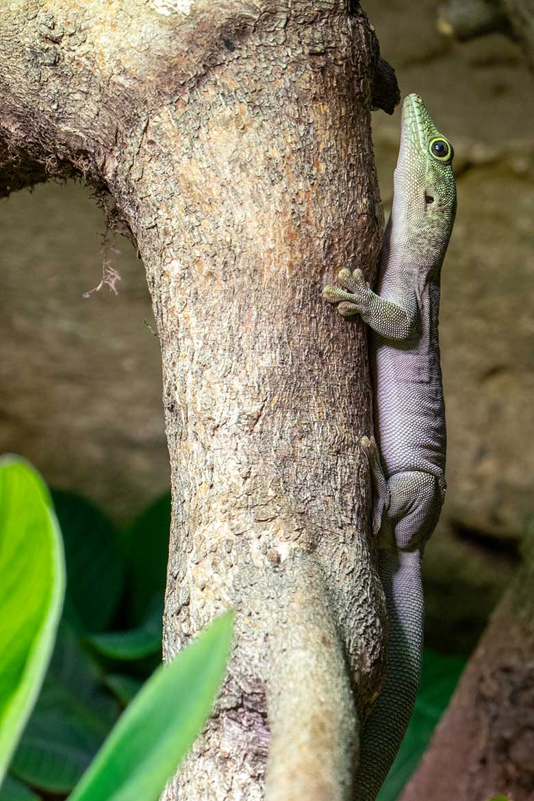 Querstreifen-Taggecko am 17. Januar 2024 in einem Schaugehege im Terrarium im Wuppertaler Zoo