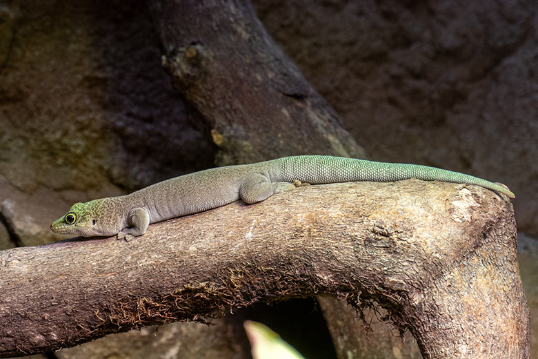 Querstreifen-Taggecko am 23. Januar 2024 in einem Schaugehege im Terrarium im Zoo Wuppertal