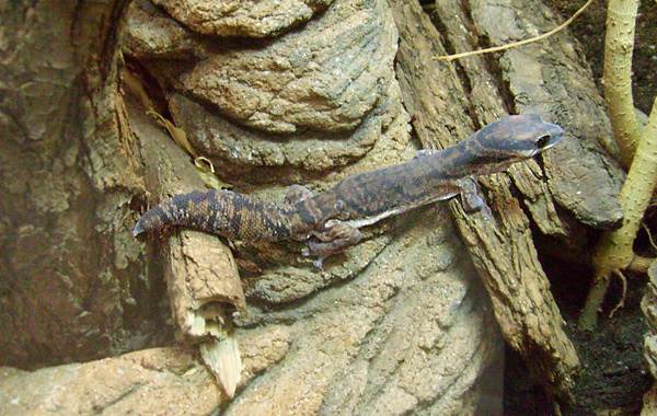 Samtgecko im Wuppertaler Zoo im Dezember 2008