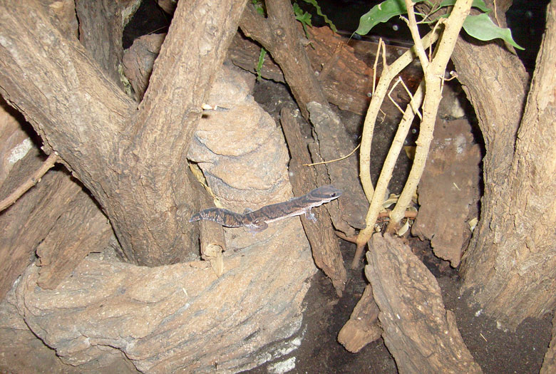 Samtgecko im Zoologischen Garten Wuppertal im Dezember 2008