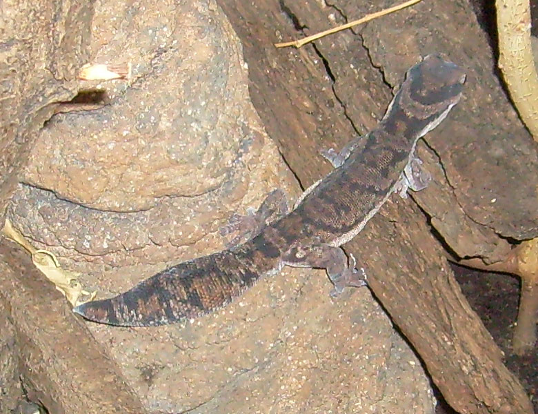 Samtgecko im Wuppertaler Zoo im Dezember 2008