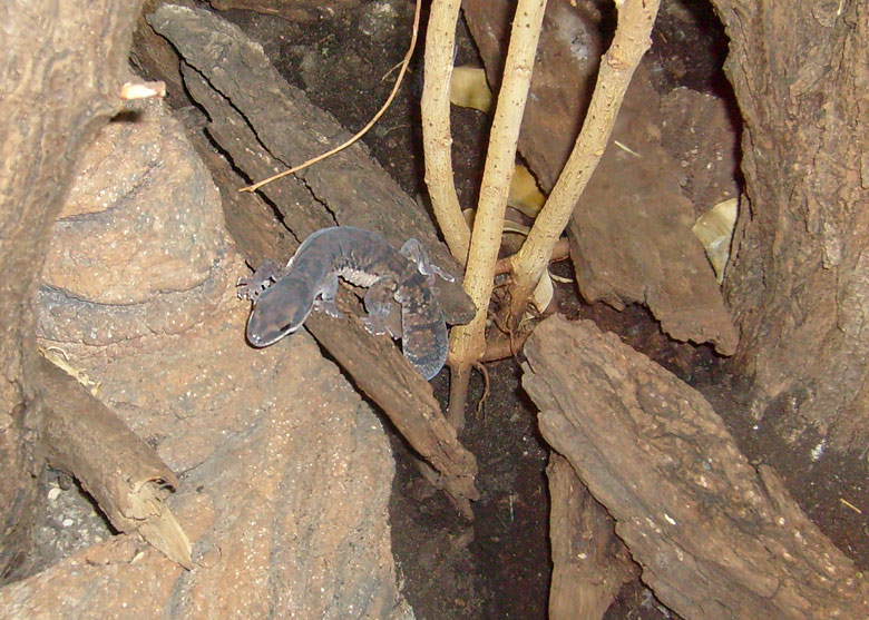 Samtgecko im Zoo Wuppertal im Dezember 2008