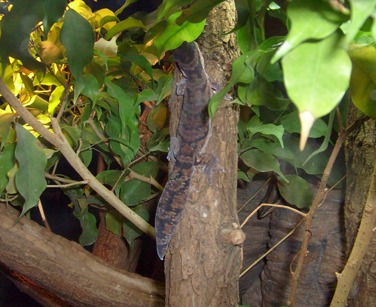 Samtgecko im Zoologischen Garten Wuppertal im Dezember 2008