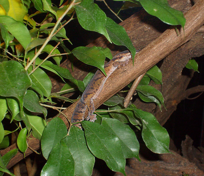 Samtgecko im Wuppertaler Zoo im Mai 2010