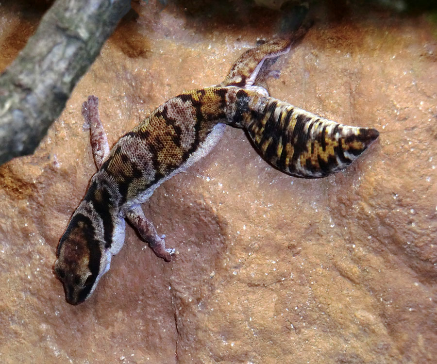 Samtgecko im Wuppertaler Zoo am 3. Februar 2012