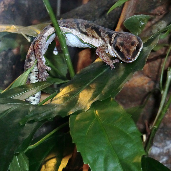 Samtgecko im Wuppertaler Zoo am 5. Februar 2012