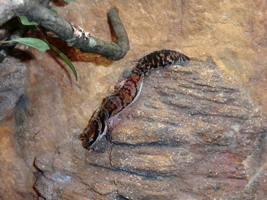 Samtgecko im Zoologischen Garten Wuppertal im März 2012