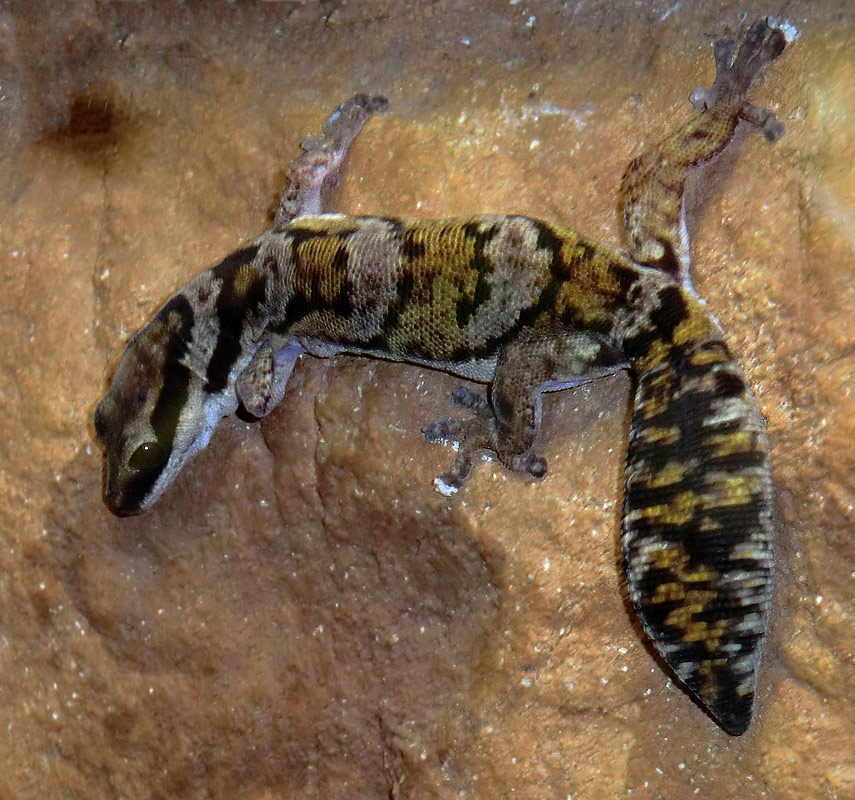 Samtgecko im Zoo Wuppertal am 19. Oktober 2012