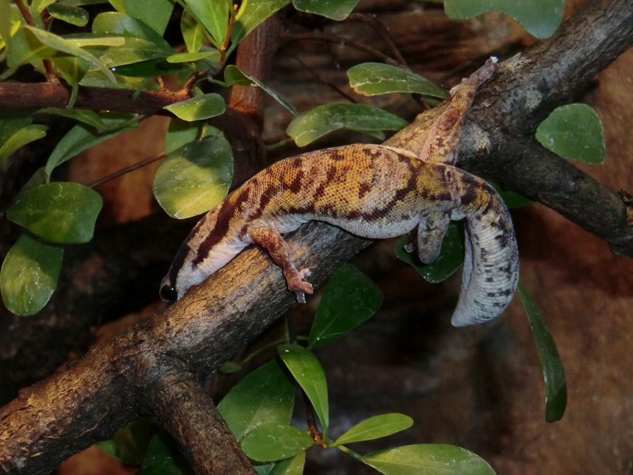 Samtgecko im Zoo Wuppertal am 8. Dezember 2012