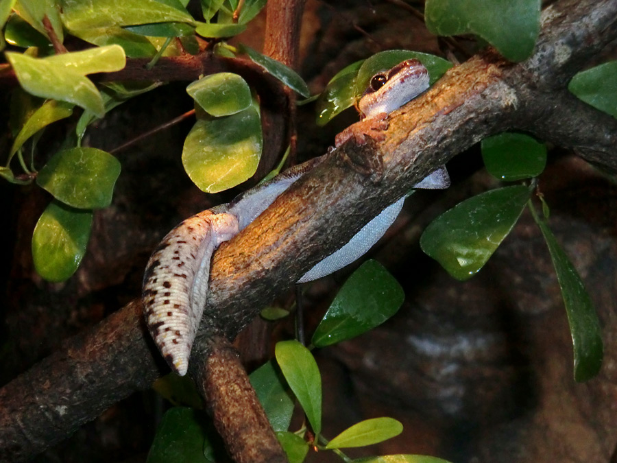 Samtgecko im Wuppertaler Zoo am 26. Dezember 2012