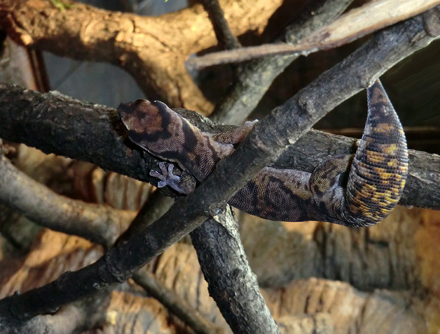 Samtgecko im Zoologischen Garten Wuppertal im Januar 2014