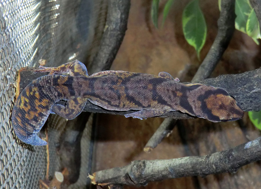 Samtgecko im Zoo Wuppertal im Januar 2014