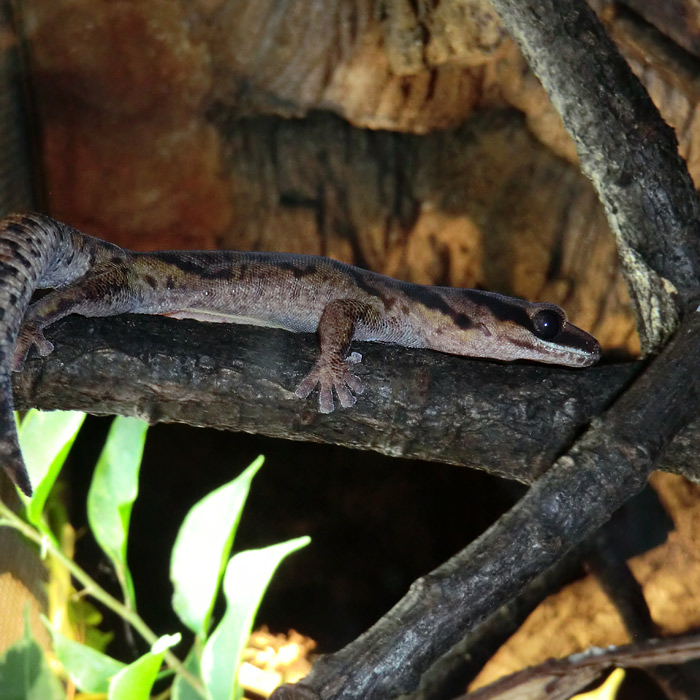 Samtgecko im Wuppertaler Zoo im Januar 2014