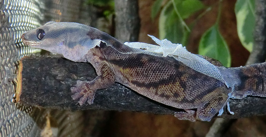 Samtgecko während der Häutung im Zoo Wuppertal im Februar 2014