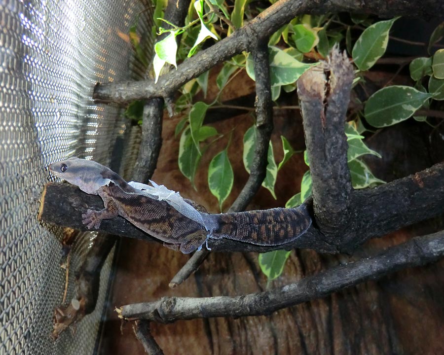 Samtgecko im Wuppertaler Zoo im Februar 2014